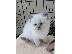 PoulaTo: Ragdoll - Blue Bicolour